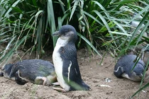 Sai lầm khiến hàng nghìn chim cánh cụt bị thảm sát bởi quỷ Tasmania