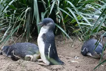 Sai lầm khiến hàng nghìn chim cánh cụt bị thảm sát bởi quỷ Tasmania