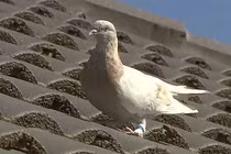 Chú chim bồ câu bị xử tử sau khi bay... 8.000 dặm