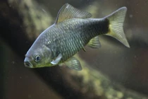 Sinh vật tự tạo bản sao xâm chiếm châu Âu, chuyên gia kinh ngạc