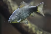 Sinh vật tự tạo bản sao xâm chiếm châu Âu, chuyên gia kinh ngạc