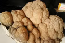 Nhặt “cây súp lơ” trong hang, sướng rơn khi biết giá trị thật 