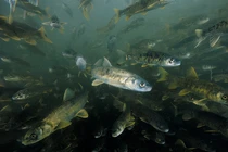 Hồ thiêng “nhả” ra 800.000 tấn tôm cá nhưng không ai dám bắt