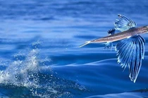 Loài cá ở Quảng Nam biết bay trên mặt nước