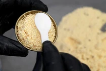 Tò mò loài cá sản sinh “báu vật” đắt giá nhất hành tinh 