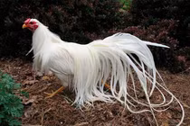 Tình cờ bắt được... phượng hoàng trắng huyền thoại và cái kết "ngã ngửa" 