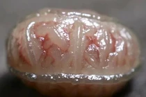 Bán cục “não người”, ngư dân tiếc hùi hụi khi biết giá trị cả tỷ 