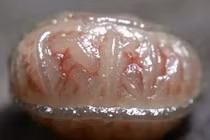 Bán cục “não người”, ngư dân tiếc hùi hụi khi biết giá trị cả tỷ 