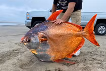 Cá khổng lồ dạt biển Mỹ kỳ quái sao... phải cấp đông giải phẫu?