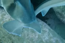 Video: Khoảnh khắc cá mập tán tỉnh nhau