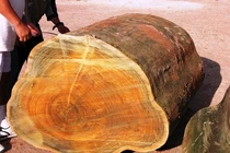 Lạ đời loại cây thu về 9.000 tỷ, không ai dám trồng 