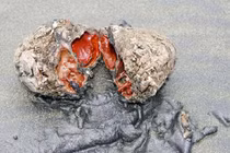 Nhặt "đá lạ" ven biển, hoảng hồn thấy nó đang... rỉ máu 