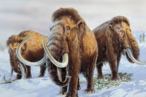 Voi ma mút mất đi khiến hệ sinh thái Trái đất ảnh hưởng thế nào?