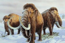 Voi ma mút mất đi khiến hệ sinh thái Trái đất ảnh hưởng thế nào?