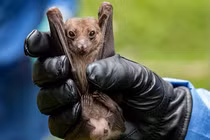 Phát hiện bất ngờ: COVID-19 không có nguồn gốc từ hang dơi Trung Quốc