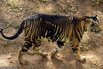 Cặp hổ đen bỗng dưng xuất hiện đầu năm Nhâm Dần: Loài cực hiếm! 