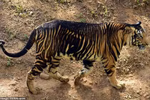 Cặp hổ đen bỗng dưng xuất hiện đầu năm Nhâm Dần: Loài cực hiếm! 