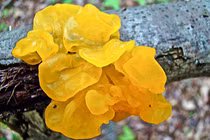 Kim cương đen, răng gấu và những loại nấm ngon bổ không tưởng