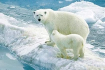 Những điểm để phân biện giữa Nam Cực và Bắc Cực ít người biết