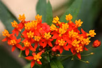 Những loài cây chứa độc tố gây ra cái chết kinh hoàng cho con người