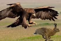 Bí mật về loài chim ăn thịt khổng lồ phải “lột xác” để sống dai hơn