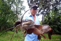 Cá trê khủng 1m ở Hậu Giang: Soi các “thuỷ quái” có 1-0-2 tại Việt Nam