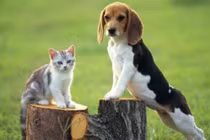 Vì sao có câu: “Đàn ông không nuôi mèo, đàn bà không nuôi chó”? 