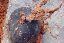 Lên núi đào thuốc, ông lão may mắn thu hoạch được "vàng đen"