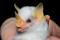 Tan chảy khi thấy loài dơi trắng “làm tổ” trên lá như đàn lợn con 