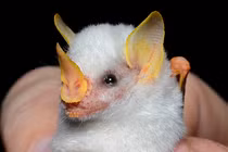 Tan chảy khi thấy loài dơi trắng “làm tổ” trên lá như đàn lợn con 