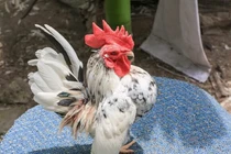 Cận cảnh loài gà bé hạt tiêu nhưng siêu đắt, đại gia thi nhau lùng