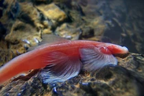 Cá vượt thác, cá chiêm tinh và những loài kỳ quái nhất hành tinh