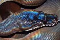 Loài rắn kỳ lạ có vảy lấp lánh như cầu vồng ở Việt Nam