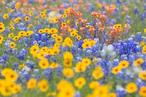 Đầu năm mới, xem vận trình của 12 con giáp 2022