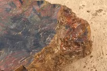 Nhặt khúc gỗ lạ, ông lão vỡ oà khi biết là báu vật đắt giá 