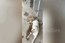 Video: Chó Labrador mẹ chăm sóc ba hổ con như con đẻ