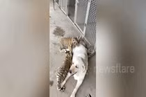 Video: Chó Labrador mẹ chăm sóc ba hổ con như con đẻ