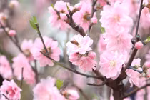 Thời tiết cả nước từ nay đến mùng 5 Tết Nguyên đán thế nào?