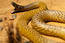 Top loài rắn độc nhất thế gian, một phát cắn coi như tận số! 