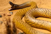 Top loài rắn độc nhất thế gian, một phát cắn coi như tận số! 