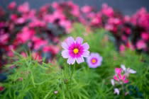 7 ngày tới, 3 con giáp tài lộc cực hanh thông, cuộc sống no đủ