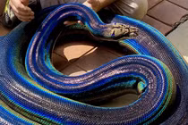 Con trăn nổi tiếng nhất thế giới nhờ bộ da cầu vồng như photoshop