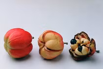 Mất mạng như chơi với quả Ackee đặc sản của người Jamaica