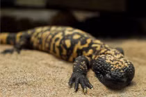 8 động vật có nọc độc "quý hơn vàng" khiến TG điên cuồng tìm kiếm 