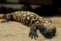 8 động vật có nọc độc "quý hơn vàng" khiến TG điên cuồng tìm kiếm 