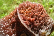 Vấp phải “cục thịt lạ”, chàng trai ngã ngửa vớ được kho báu trời ban 