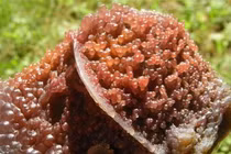 Vấp phải “cục thịt lạ”, chàng trai ngã ngửa vớ được kho báu trời ban 