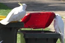 Sự thông minh loài vẹt lên tầm mới, học nhau cạy nắp thùng rác