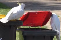Sự thông minh loài vẹt lên tầm mới, học nhau cạy nắp thùng rác