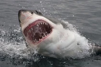 Điểm danh loài vật có cú cắn uy lực nhất